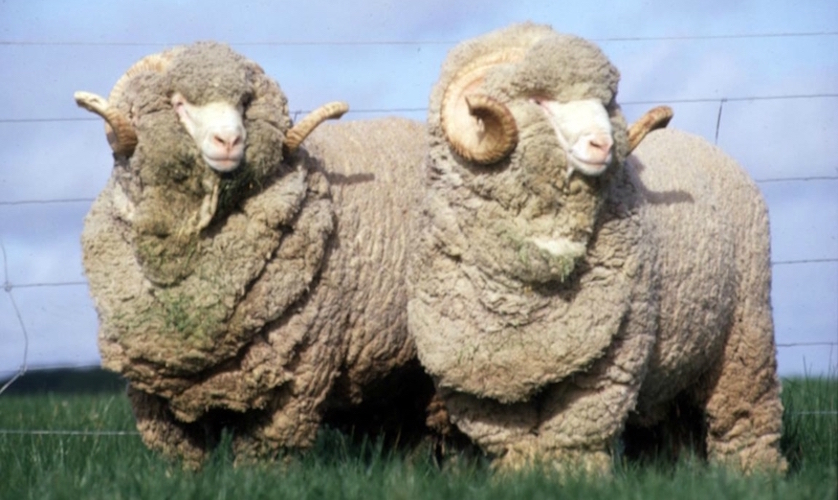 Plaids en laine merinos moutons