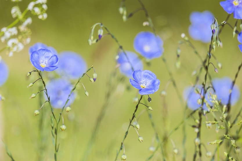 Fleure de Lin - Matière Naturelle